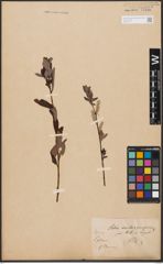 Foto von Salix aurita L. x Salix purpurea L.